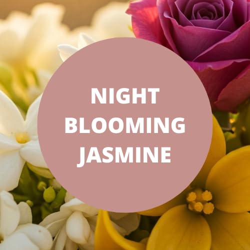 Black Canyon Night Blooming Jasmine Scented Body Wash 16 Oz