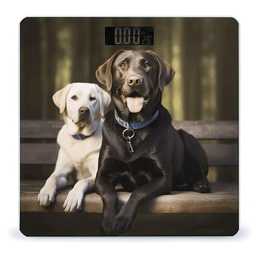 Labrador Bathroom Scale Automatic Power On/Off Body Scales LCD Backlight Display Square Digital Scale Rounded Corners Bathroom Scales for Home Bedrooms