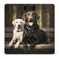 Labrador Bathroom Scale Automatic Power On/Off Body Scales LCD Backlight Display Square Digital Scale Rounded Corners Bathroom Scales for Home Bedrooms