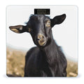 Cute Black Goat Animal Bathroom Scale Automatic Power On/Off Body Scales LCD Backlight Display Square Digital Scale Rounded Corners Bathroom Scales for Home Bedrooms