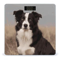 Border Collie Weight Scale Large Bathroom Scales Digital Weight with Bright LED Display Non Slip Automatic Weighing Scale Fashion Weighing Machine for Body