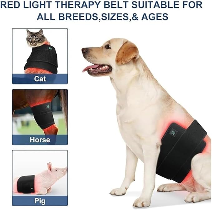 Wearable Horses Infrared Light Therapy Device Red Light Therapy Belts for Horse Back Belly Thigh Calf Maintain and Treat Soft Tissue Injuries Pain-Relief(1pcs)