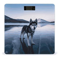 Digital Bathroom Scale for Body Weight Scale with Bright LCD Display High Accuracy Step-On Technology Auto On/Off Husky Dog on A Frozen Lake Digital Scales 400 Lbs /180kg