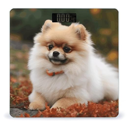 Short-haired Pomeranian Dog Bathroom Scale Large LCD Backlight Display Digital Scale Rounded Corners Body Scales Automatic Power On/Off Bathroom Scales for Home Bedrooms