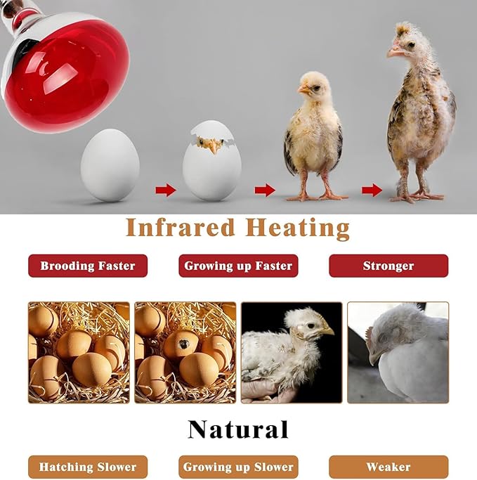 275W Infrared Heat Bulbs for Chickens Infrared Heat Lamp for Food Service Brooder Bulb Chicks Reptiles Pet Bathroom Sauna Heat Light Bulb E26 110V Infrared Red Light Therapy Bulbs4 Pack