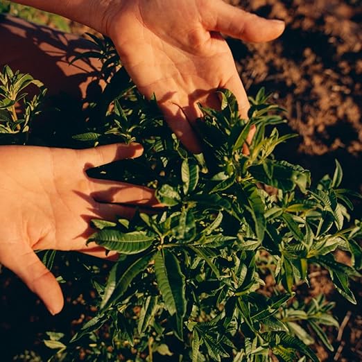 L'OCCITANE Roll-On Aluminum Free Deodorant Reduce Body Odor Refreshing Verbena Eaves De Baux Without Alcohol and Aluminum Salts Made in France