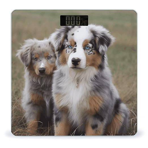Australian Shepherd Bathroom Scale Automatic Power On/Off Body Scales LCD Backlight Display Square Digital Scale Rounded Corners Bathroom Scales for Home Bedrooms