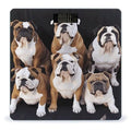 English Bulldogs Scale for Body Weight High Precision Digital Weight Scales with LCD Display Anti-Slip Sturdy Slim Tempered Glass Bathroom Scale for Home Use