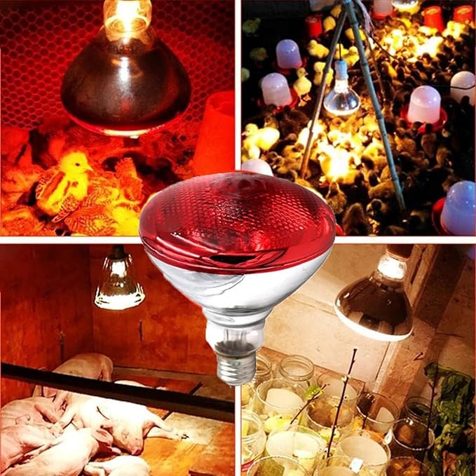 250W Infrared Heat Lamp for Chickens Red Heat Light Bulb for Food Service Brooder Coop Reptiles Pet Bathroom Infrared Reflector Heat Bulb E26 110V Infrared Light Therapy Bulb4 Pack
