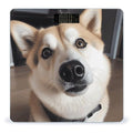 Animal Dog Scale for Body Weight High Precision Digital Weight Scales with LCD Display Anti-Slip Sturdy Slim Tempered Glass Bathroom Scale for Home Use