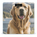 Digital Bathroom Scale for Body Weight Scale with Bright LCD Display High Accuracy Step-On Technology Auto On/Off Golden Retrievers Digital Scales 400 Lbs /180kg