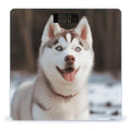 Husky Piquant Dog Scale for Body Weight High Precision Digital Weight Scales with LCD Display Anti-Slip Sturdy Slim Tempered Glass Bathroom Scale for Home Use