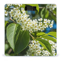 Bird Cherry in Bloom Bathroom Scale for Body Weight Bathroom Weighing Scales with Back Lit LED Display Sturdy Tempered Glass Body Weight Bathroom Scale 400lb Weighing