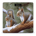 Little Squirrel Scale for Body Weight High Precision Digital Weight Scales with LCD Display Anti-Slip Sturdy Slim Tempered Glass Bathroom Scale for Home Use