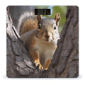 Squirrel in The Tree Bathroom Scale Rounded Smart Scale for Body Weight Automatic Power On/Off Weight Scales Accurate Bathroom Digital Scales for Pet Home Bedroom Kitchen