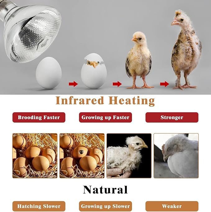 250W Heat Lamp Bulbs for Chickens Clear Glass Incandescent Heat Lamp Infrared Heat Bulb for Brooder Coop Food Service Reptiles Pets Bathroom 110V E26 Light Therapy Reflector Heat Bulb4 Pack