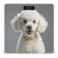 French Poodle Bathroom Scale Automatic Power On/Off Body Scales LCD Backlight Display Square Digital Scale Rounded Corners Bathroom Scales for Home Bedrooms