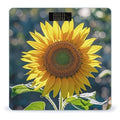 Night Sunflowers Bathroom Scale for Body Weight Bathroom Weighing Scales with Back Lit LED Display Sturdy Tempered Glass Body Weight Bathroom Scale 400lb Weighing