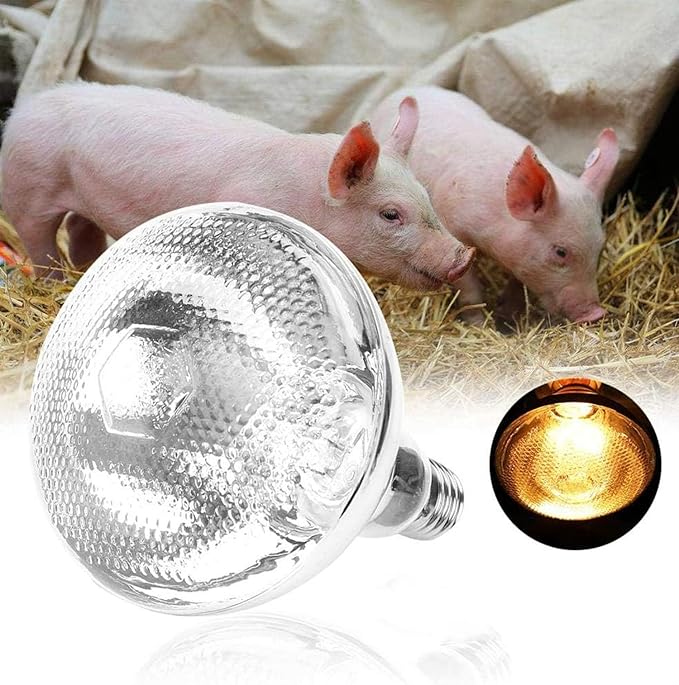 250W Heat Lamp Bulbs for Chickens Clear Glass Incandescent Heat Lamp Infrared Heat Bulb for Brooder Coop Food Service Reptiles Pets Bathroom 110V E26 Light Therapy Reflector Heat Bulb4 Pack
