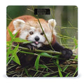 Little Red Panda Scale for Body Weight Anti-Slip Sturdy Tempered Glass Weighing Machine Highly Digital Accurate Bright LCD Bathroom Scale for Household Gift