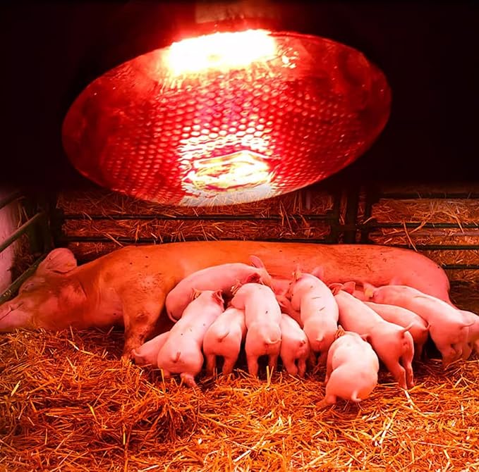250W Infrared Heat Lamp for Chickens Red Heat Light Bulb for Food Service Brooder Coop Reptiles Pet Bathroom Infrared Reflector Heat Bulb E26 110V Infrared Light Therapy Bulb4 Pack
