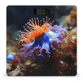 Nudibranch Bathroom Scale Automatic Power On/Off Body Scales LCD Backlight Display Square Digital Scale Rounded Corners Bathroom Scales for Home Bedrooms