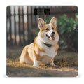 Dog Corgi Bathroom Scale Automatic Power On/Off Body Scales LCD Backlight Display Square Digital Scale Rounded Corners Bathroom Scales for Home Bedrooms