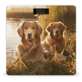 Two Golden Retrievers Scale for Body Weight Anti-Slip Sturdy Tempered Glass Weighing Machine Highly Digital Accurate Bright LCD Bathroom Scale for Household Gift